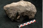 Foto (Seitenansicht) von Palissya podocarpoides Ettingshausen (NHMW-GEO-2024-0188-10343)